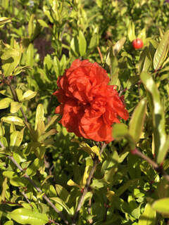 Grenadier à fleurs - PUNICA granatum 'Maxima Rubra' - Arbuste