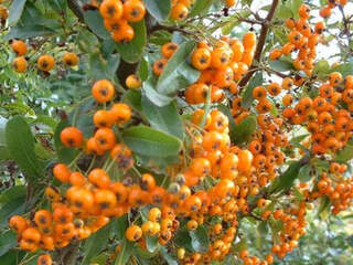 Buisson ardent - PYRACANTHA 'Saphyr Orange®' - Arbuste