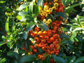 Buisson ardent - PYRACANTHAS 'Orange glow' - Arbuste