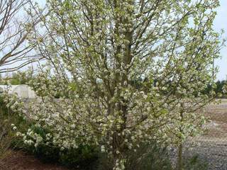 PYRUS 'Chanticleer'