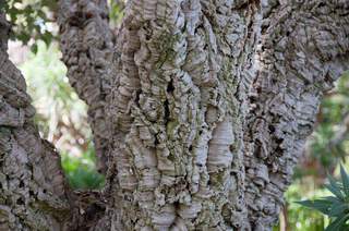 Chêne liège - QUERCUS suber - Arbre