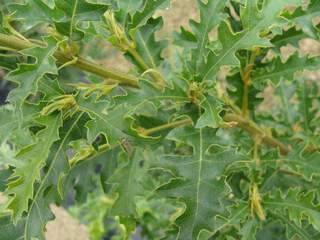 Chêne chevelu - QUERCUS cerris - Arbre