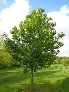 QUERCUS Frainetto 2