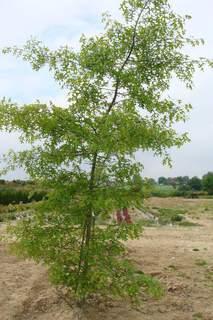 QUERCUS palustris 200x300 port