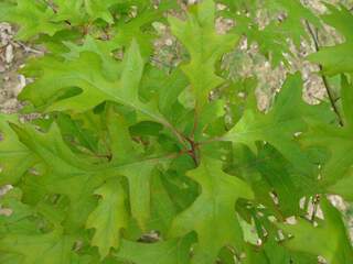 Chêne des marais - QUERCUS palustris - Arbre