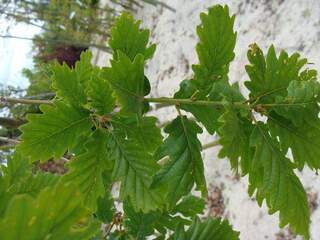 Chêne sessile / rouvre - QUERCUS petraea - Arbre