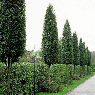 Chêne pédonculé fastigié - QUERCUS robur 'Fastigiata' - Arbre