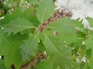 QUERCUS rubra2