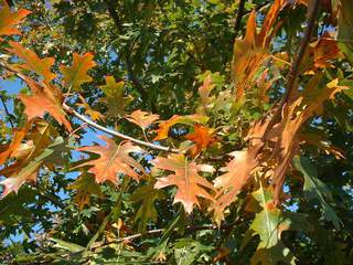 Chêne rouge  - QUERCUS rubra - Arbre