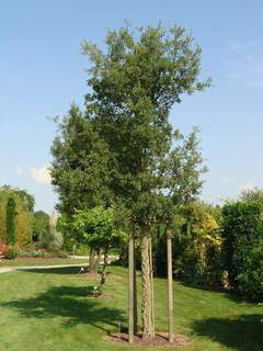 QUERCUS suber Arboretum