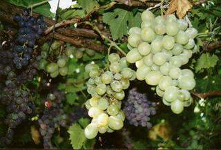 Vitis vinifera - VIGNE 'Perle de Csaba' - Arbre fruitier