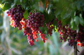 Vitis vinifera - VIGNE chasselas 'Rosé' - Arbre fruitier