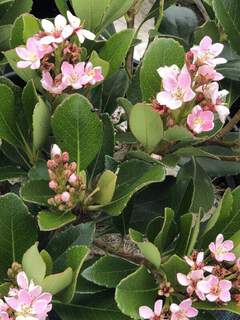 Aubépine des Indes - RHAPHIOLEPIS indica 'Pink Cloud' - Arbuste