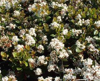 Aubépine des Indes à ombelles - RHAPHIOLEPIS umbellata 'Ovata ' - Arbuste