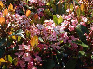 Raphiolepsis - RHAPHIOLEPIS 'Spring time' - Arbuste