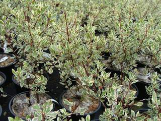 Bourgue-épine - RHAMNUS alaternus 'Argenteovariegata' - Arbuste