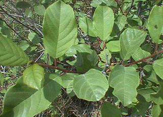 Bourdaine - RHAMNUS frangula - Arbuste