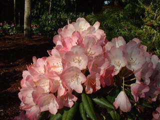 Rhododendron - Arbre à roses - RHODODENDRON yakushimanum 'Fantastica' - Terre de bruyère