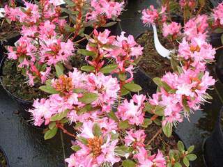 Rhododendron nain rose - RHODODENDRON nain 'Winsome' - Arbuste