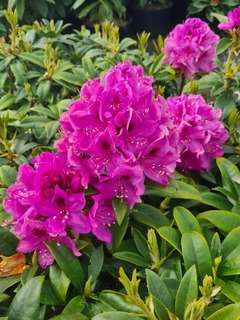 Rhododendron Ana krusche