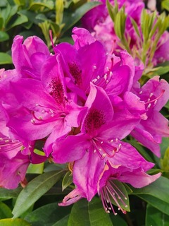 Rhododendron Ana krusche