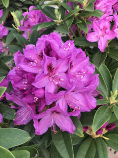 Rhododendron - Arbre à roses - RHODODENDRON hybride 'Ana krusche' - Terre de bruyère