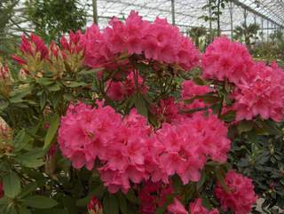 Rhododendron - Arbre à roses - RHODODENDRON hybride 'Anna rose whitney' - Terre de bruyère