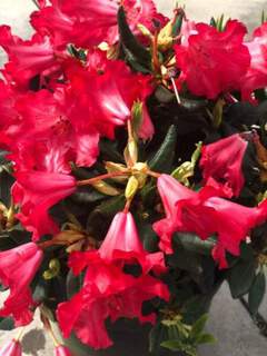 Rhododendron nain - RHODODENDRON nain 'Baden Baden' - Arbuste
