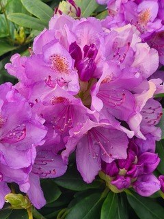 Rhododendron Catawb grandiflorum