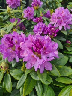 Rhododendron - Arbre à roses - RHODODENDRON catawbiense Grandiflorum - Terre de bruyère