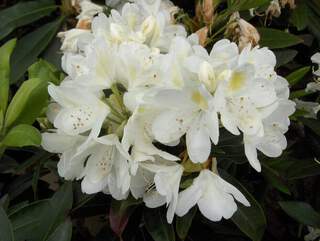 Rhododendron - Arbre à roses - RHODODENDRON hybride 'Cunningham's white' - Terre de bruyère