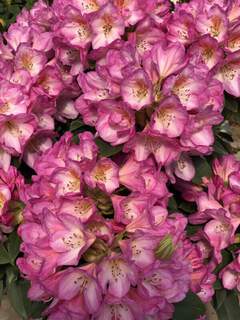 Rhododendron - Arbre à roses - RHODODENDRON hybride 'Eucharitis' - Terre de bruyère