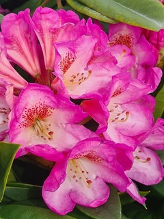 Rhododendron - Arbre à roses - RHODODENDRON hybride 'Eucharitis' - Terre de bruyère