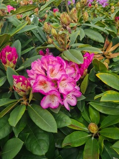 Rhododendron Eucharitis