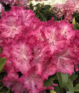 Rhododendron - Arbre à roses - RHODODENDRON hybride 'Germania' - Terre de bruyère