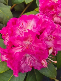 Rhododendron Germania