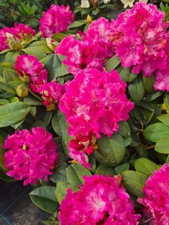 Rhododendron - Arbre à roses - RHODODENDRON hybride 'Germania' - Terre de bruyère