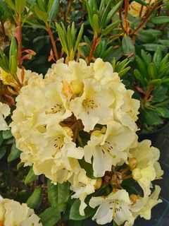 Rhododendron Horizon Monarch