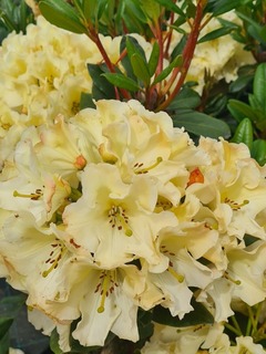 Rhododendron Horizon Monarch