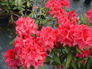 Rhododendron - Arbre à roses - RHODODENDRON hybride 'Nova Zembla' - Terre de bruyère