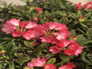 Rhododendron - Arbre à roses - RHODODENDRON yakushimanum 'Looking Glass' - Terre de bruyère