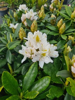 Rhododendron Madame Mason