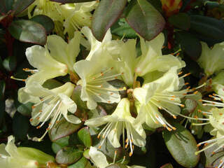 Rhododendron - Arbre à roses - RHODODENDRON nain 'Princess Ann' - Terre de bruyère