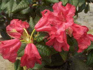 Rhododendron - Arbre à roses - RHODODENDRON nain 'Scarlet wonder' - Terre de bruyère