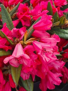 Rhododendron nain rose - RHODODENDRON nain 'Winsome' - Arbuste