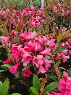 Rhododendron nain Winsome