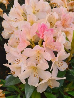 Rhododendron - Arbre à roses - RHODODENDRON yakushimanum 'Percy Wiseman' - Terre de bruyère