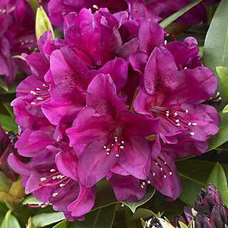 Rhododendron - Arbre à roses - RHODODENDRON hybride 'Polarnacht' - Terre de bruyère