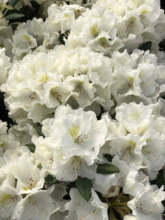 Rhododendron - Arbre à roses - RHODODENDRON yakushimanum 'Porzellan' - Terre de bruyère