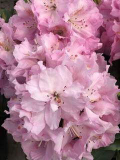 Rhododendron - Arbre à roses - RHODODENDRON hybride 'Scintillation' - Terre de bruyère